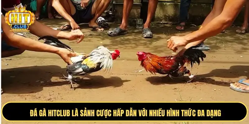 Thông tin về đá gà Hitclub