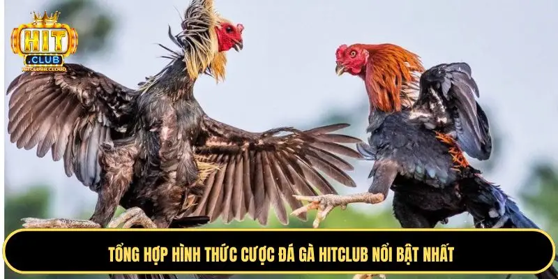 Cá cược đá gà cựa dao