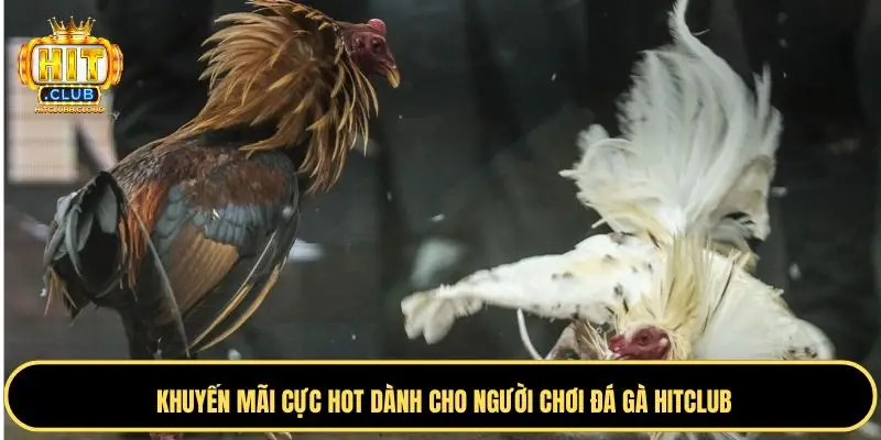 Nắm rõ tỷ lệ cược đá gà Hitclub
