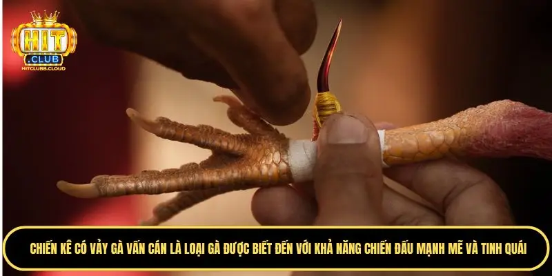 Kinh nghiệm xưa khi có vảy gà vấn cám