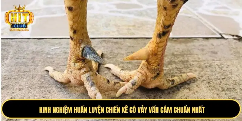 Một số kinh nghiệm huấn luyện vảy gà vấn cán
